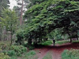 Wandeling op zoek naar wild in Leuvenum
