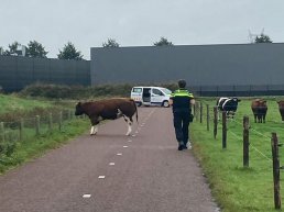 Loslopende koe op fietspad bij industrieterrein Lorentz