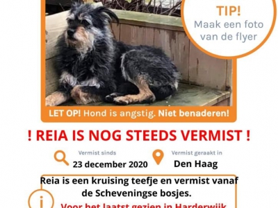 Hond Reia loopt 160 km van Den Haag naar Harderwijk