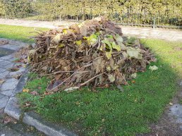 Gratis ophalen snoeihout, takken en blad in Harderwijk en Hierden