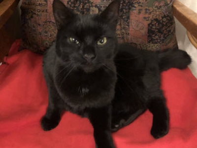 Zwarte kat gevonden in Harderwijk