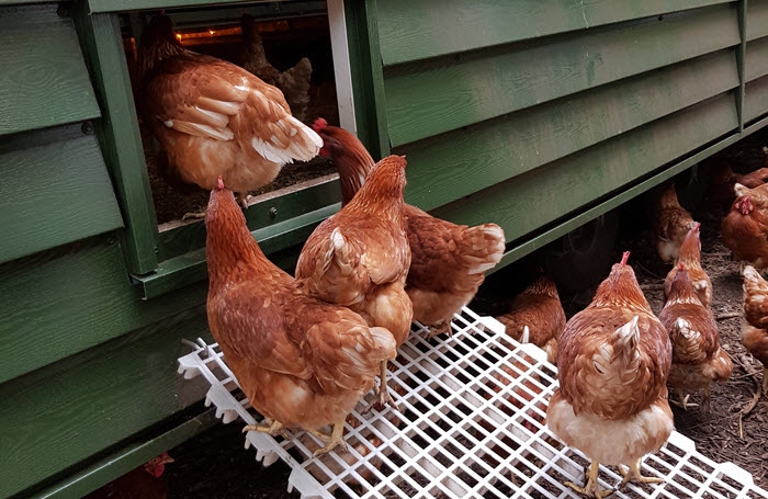 Vogelgriep treft ook Hierdense Kakelhoeve