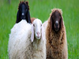Schaapscheerdersfeest Dierenweide Harderwijk