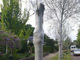 Spinselmot is geen Eikenprocessierups