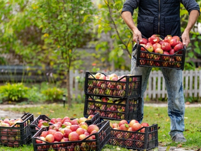 Help mensen met een laag inkomen aan appels via de Harderwijkse Uitdaging