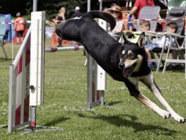 Spectaculaire landelijke agilitywedstrijd voor honden