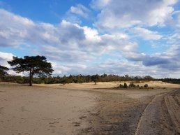 Harderwijk plaatst geen borden om te waarschuwen voor wolven