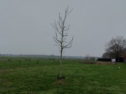 Samen kleuren we de Stad: plant een gratis boom