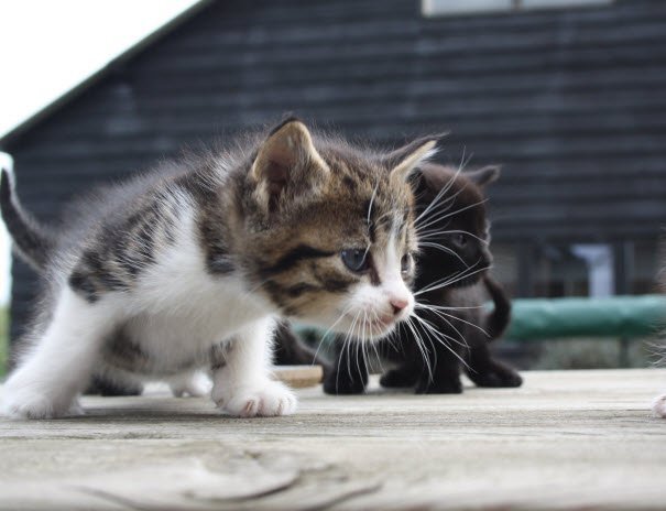 Getuigen gezocht! Kat beschoten in de wijk Stadsdennen