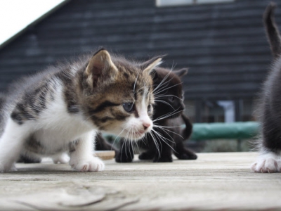 Getuigen gezocht! Kat beschoten in de wijk Stadsdennen