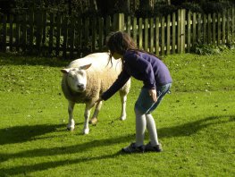 Schaapscheerdersfeest op de Dierenweide