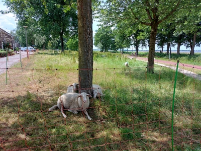 Bermbeheer schapen aan het Zeepad in Harderwijk