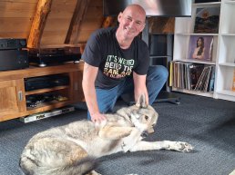 Flinke consternatie door loslopende ‘wolf’ in Harderwijk