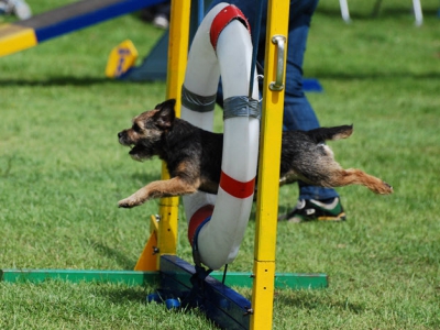 Spectaculaire landelijke agilitywedstrijd voor honden