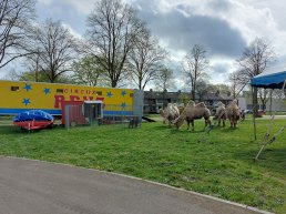 Circus Renz Berlin strijkt neer in Harderwijk