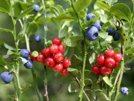 Bijzondere plantenexcursie, landgoed Staverden