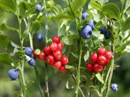 Bijzondere plantenexcursie, landgoed Staverden