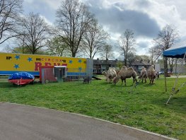 Nationaal Circus Barani in Harderwijk