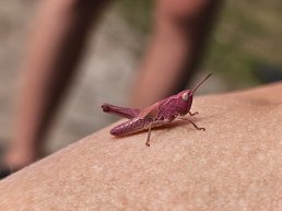 Zeldzame roze sprinkhaan