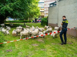 Veertig schapen ontsnapt in Harderwijk, politie houdt kudde in bedwang