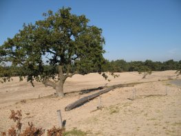 Culinaire Fietstocht over de Veluwe