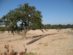 Culinaire Fietstocht over de Veluwe
