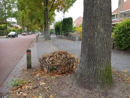 De bladkorven staan er straks weer