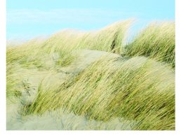 Familieberichten: Gert Timmer