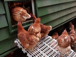 Vogelgriep vastgesteld in Hierden