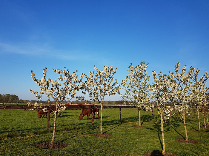 Plant een gratis boom