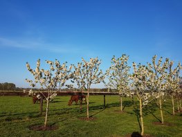 Plant een gratis boom