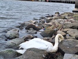 Harderwijks waterwild slachtoffer vogelgriep