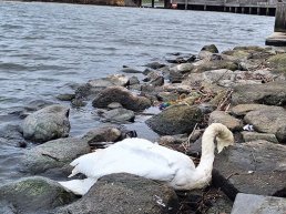 Harderwijks waterwild slachtoffer vogelgriep