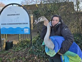 In Harderwijk is na twee dagen een zwaan succesvol gered die verstrikt was geraakt in visdraad