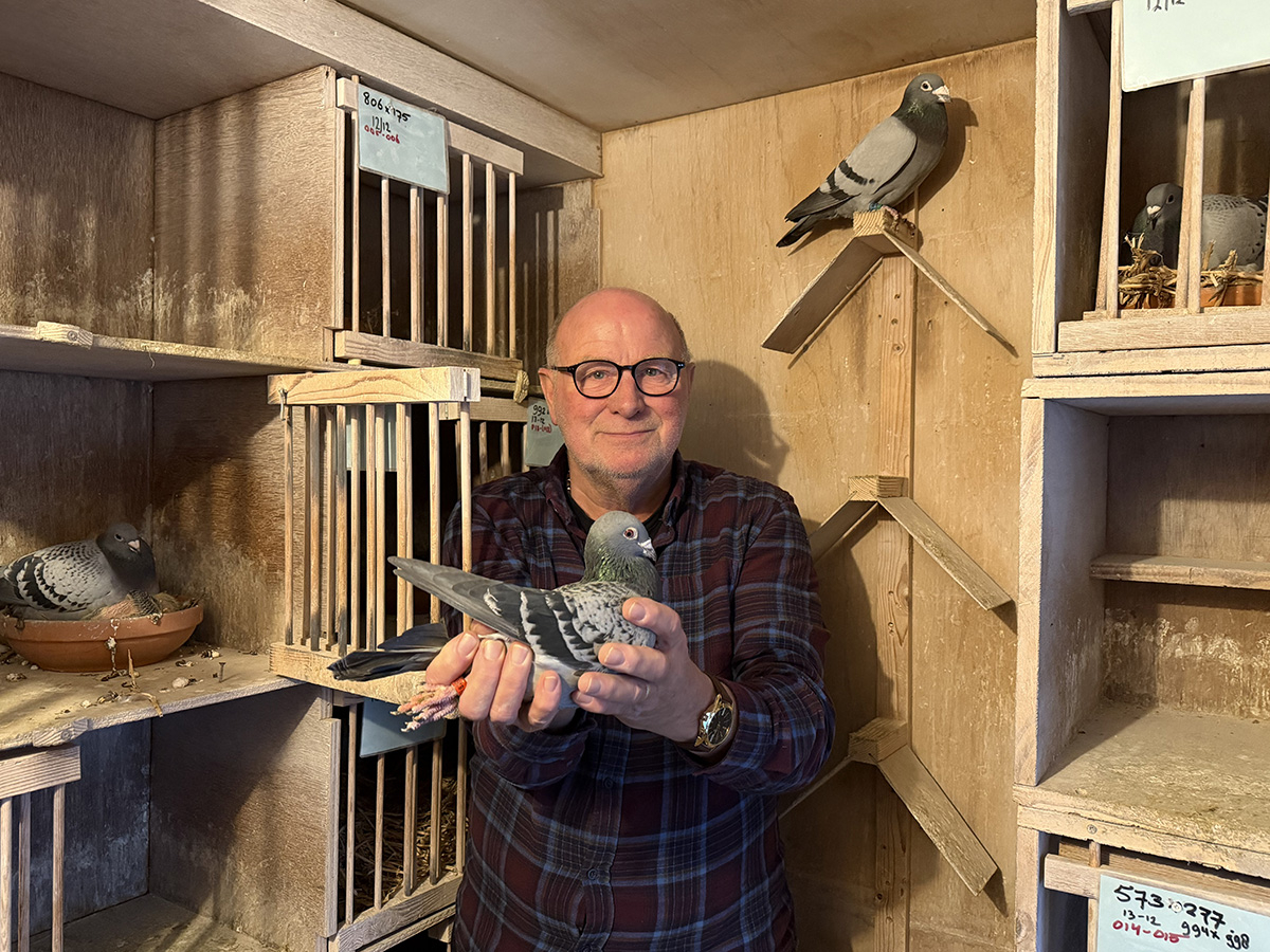 Cor den Ouden met duif Olympic Queen Max naar Olympiade: “Een treffer”