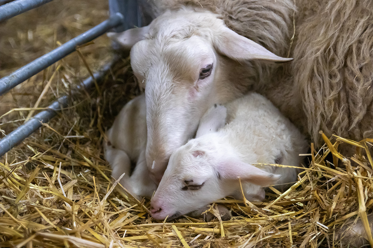 Lammetjes bij Schaapskooi Ermelo
