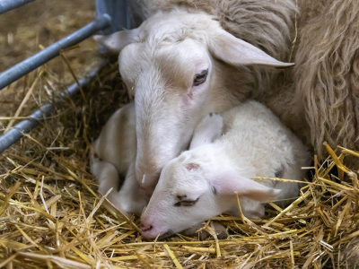 Lammetjes bij Schaapskooi Ermelo 