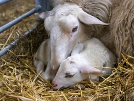 Lammetjes bij Schaapskooi Ermelo 
