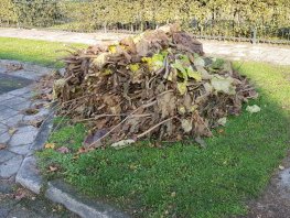 Gratis ophalen van grof tuinafval