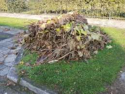 Gratis ophalen van grof tuinafval