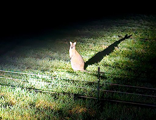 Walibi duikt op in tuin in Koudhoorn: bijzondere bezoeker houdt bewoners bezig