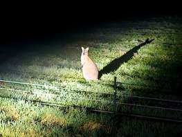 Walibi duikt op in tuin in Koudhoorn: bijzondere bezoeker houdt bewoners bezig
