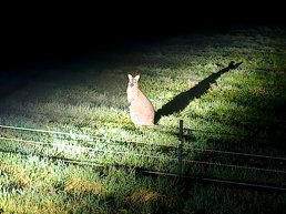 Walibi duikt op in tuin in Koudhoorn: bijzondere bezoeker houdt bewoners bezig