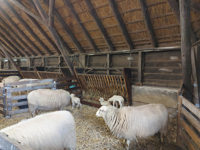 Lammetjesdag bij Schaapskooi Ermelo 