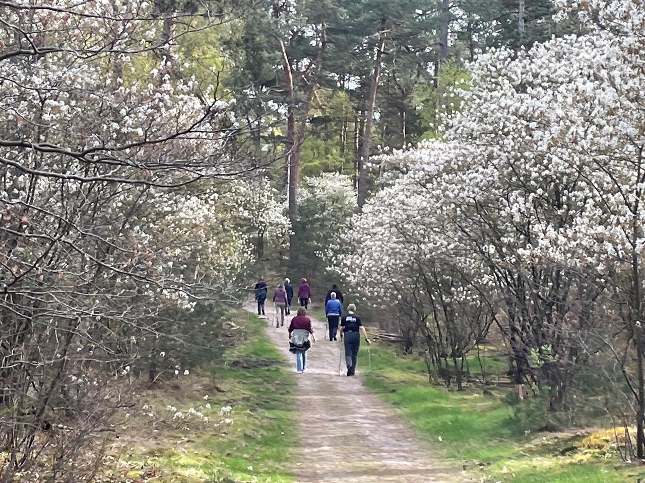 Volop krentenbloesem