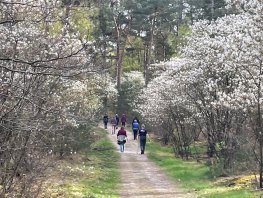 Volop krentenbloesem