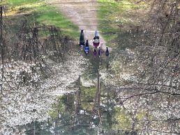 Volop krentenbloesem