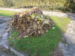 Gratis ophalen takken en snoeihout