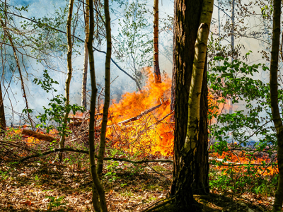 Flinke bosbrand in Harderwijk 
