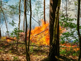 Flinke bosbrand in Harderwijk 